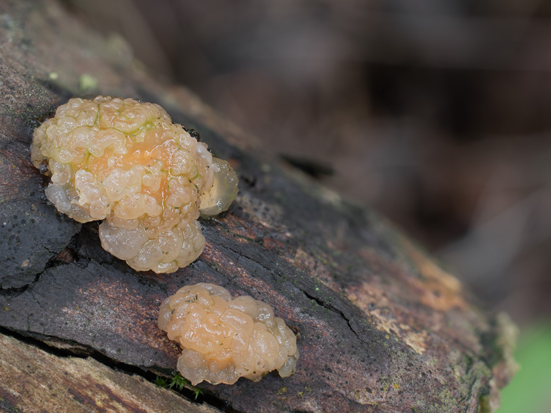 Tremella encephala Tremella encephala
